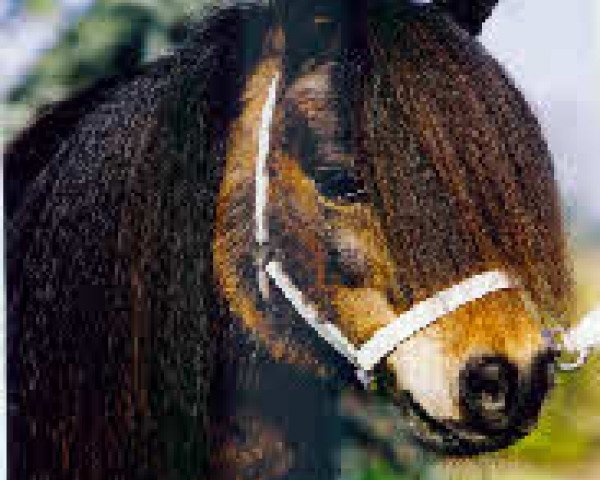 Deckhengst Parlington Angus (Shetland Pony, 1987, von Parlington Peregrine)