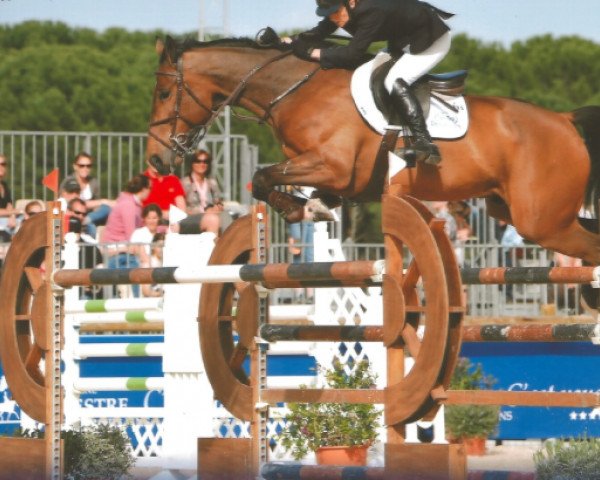 jumper Hello Boyo (Belgium Sporthorse, 2003, from Kannan)