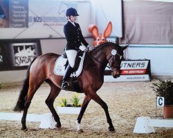 dressage horse Chiara la Felice (Hanoverian, 2005, from Connery)