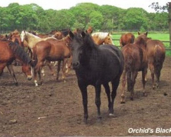 broodmare Orchid's Black Star (New Forest Pony, 2000, from Kantje's Carlando)