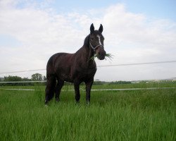 broodmare Franziska (Westphalian, 1989, from Foxtrott)