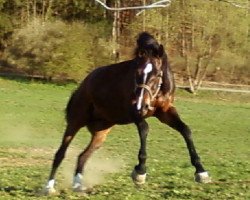 jumper Cambaku 2 (Württemberger, 2004, from Colander)