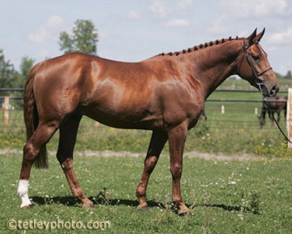 stallion Bratt Z (Zangersheide riding horse, 2001, from Baloubet du Rouet)