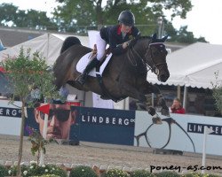 Springpferd Sultan du Bary (Französisches Pony, 2006, von Versailles II)