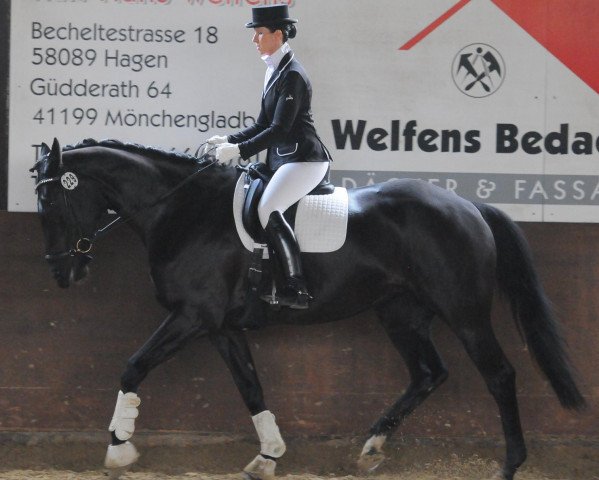 dressage horse Priska 123 (Hanoverian, 2003, from Prince Thatch xx)