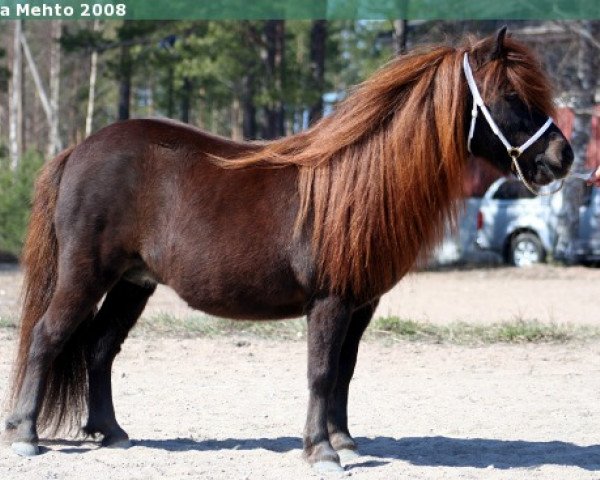 broodmare Lieselot van de Veldweg (Shetland Pony, 1996, from Cupido v.d. Zandkamp)