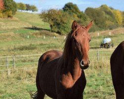 horse Farina (Rheinländer, 2015, from Fürst Magic)