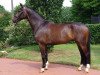 dressage horse Fabelhaft 34 (Westphalian, 2012, from Foundation 2)