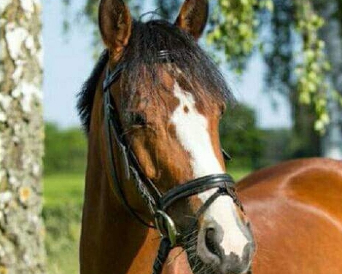 dressage horse Take it Tess (German Riding Pony, 2007, from Top Zento)