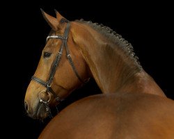 dressage horse Störtebeker 18 (Hanoverian, 2008, from Santino)