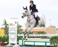 jumper Dreamer (anglo european sporthorse, 2007, from Cevin Z)