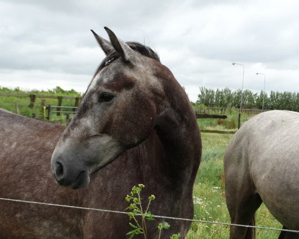 Dressurpferd juweel van ons fleure (KWPN (Niederländisches Warmblut), 2014, von Netto)