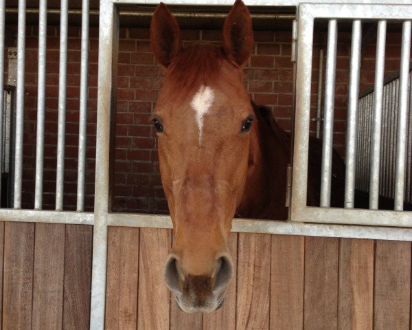 dressage horse La Rivera (Bavarian, 1998, from Rivero II)