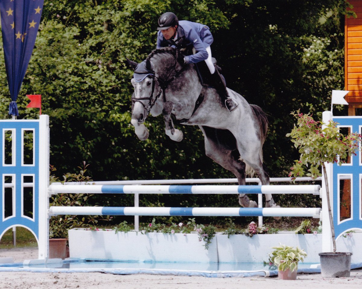 Zuchtstute Grande Cherie PJ (Hannoveraner, 2012, von Grey Top)