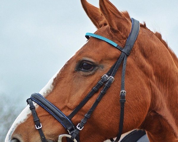 horse Aminka K (Estonian Sport, 2009, from Akhnaton)