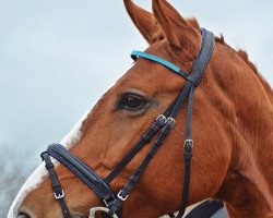 horse Aminka K (Estonian Sport, 2009, from Akhnaton)