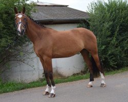 broodmare Donna G (Hanoverian, 2011, from D-Online)