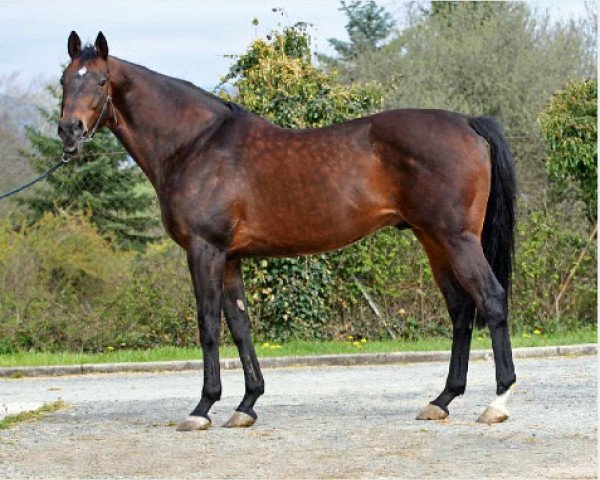 stallion Okawango xx (Thoroughbred, 1993, from Don Roberto xx)