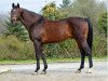 stallion Okawango xx (Thoroughbred, 1993, from Don Roberto xx)