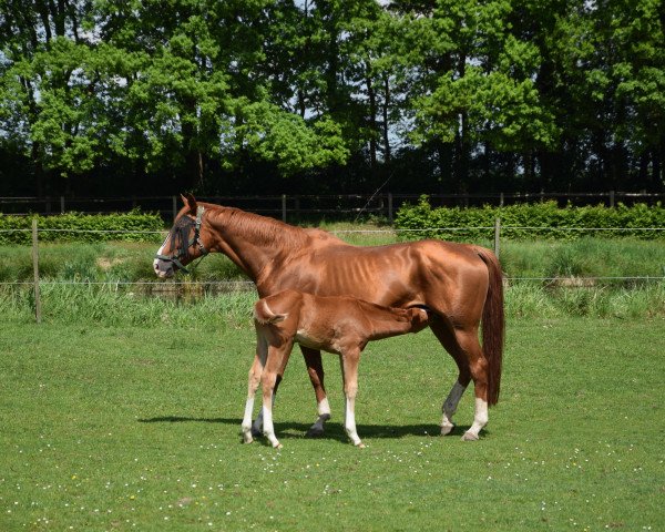 broodmare Warina (Hanoverian, 2004, from Weltmeyer)