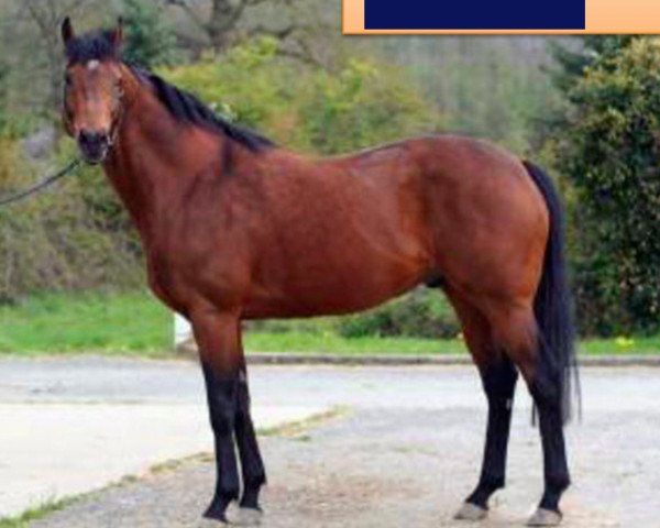 stallion Ski Wells xx (Thoroughbred, 1998, from Sadler's Wells xx)