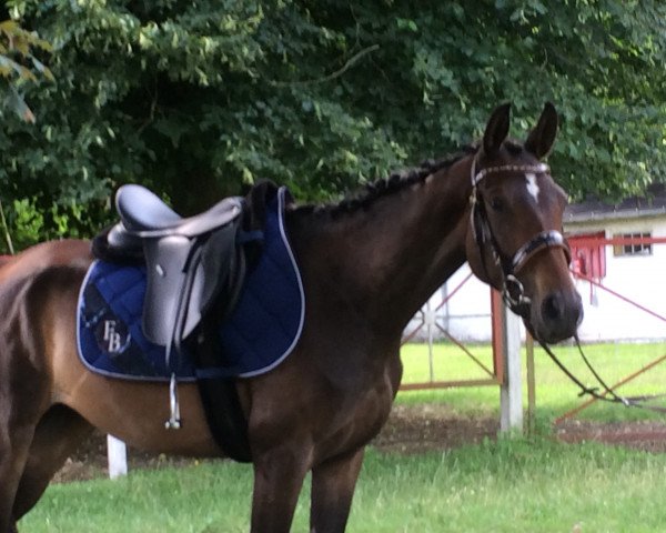 broodmare Babette (Hanoverian, 2014, from Bonaparte N AA)