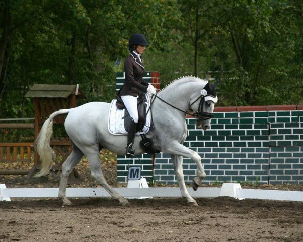 jumper Maestoso Herceg 2 (Lipizzaner, 2007, from Maestoso XXX-37)