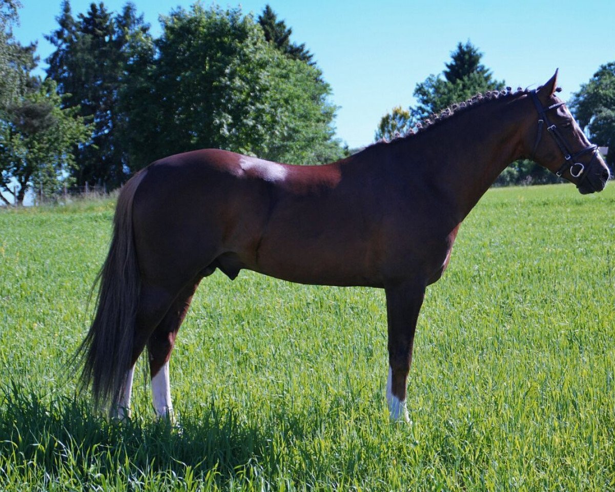 stallion Nelson's Diamont (German Riding Pony, 2012, from Speyksbosch Nelson)