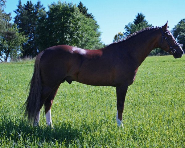 stallion Nelson's Diamont (German Riding Pony, 2012, from Speyksbosch Nelson)
