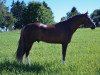 stallion Nelson's Diamont (German Riding Pony, 2012, from Speyksbosch Nelson)