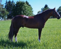 stallion Nelson's Diamont (German Riding Pony, 2012, from Speyksbosch Nelson)