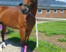 dressage horse Cooper (Westphalian, 2004, from Don Fürst)