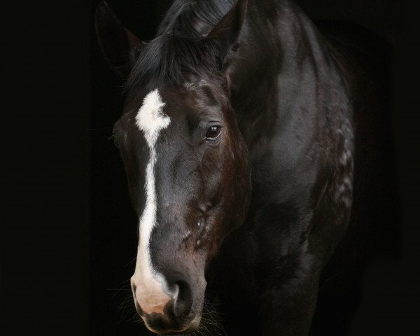 dressage horse Ravivara (Hanoverian, 2001, from Rotspon)