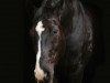 dressage horse Ravivara (Hanoverian, 2001, from Rotspon)