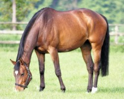 broodmare La Luna (Hessian Warmblood, 1998, from Leicester)