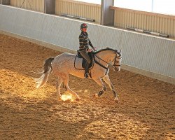 broodmare Cordyna Z (Zangersheide riding horse, 2011, from Cordynox)