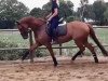 jumper Erf - Daddy's Hope (German Riding Pony, 2013, from FS Daddy Cool)