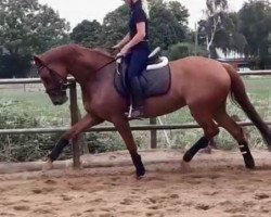 jumper Erf - Daddy's Hope (German Riding Pony, 2013, from FS Daddy Cool)