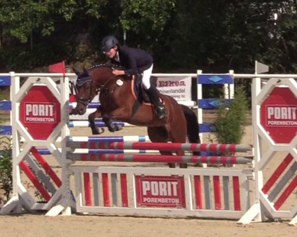 jumper Marsali Sgn WE (German Riding Pony, 2012, from Martini)