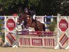 jumper Marsali Sgn WE (German Riding Pony, 2012, from Martini)