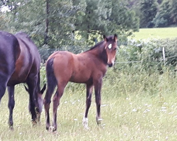 jumper Benito (Württemberger, 2017, from Balous Bellini)