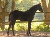 dressage horse For my Future (Westphalian, 2015, from Follow Me OLD)