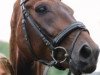 dressage horse Florello (Oldenburg, 2005, from Florencio I)