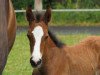 Springpferd Derrick E (Westfale, 2017, von Dibadu L)