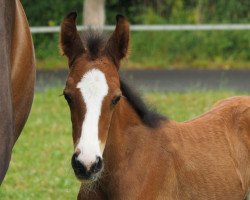 Springpferd Derrick E (Westfale, 2017, von Dibadu L)