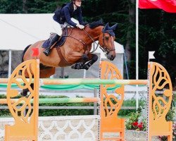 jumper El Ninjo van de Kwade Heyde (Belgian Warmblood, 2004, from Heartbreaker)