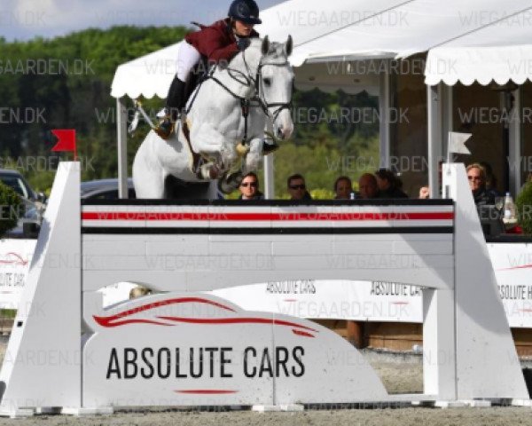 Springpferd Ace of Corobell (Dänisches Warmblut, 2005, von Coronado I)