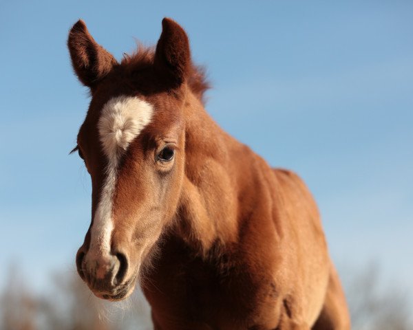 Springpferd Lonkens Finestia (Oldenburger Springpferd, 2015, von Cellestial)