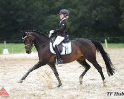 dressage horse PSW Princess Naomi (German Riding Pony, 2007, from PSW Pitu)