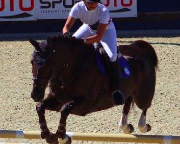 jumper Baltimore Vls (KWPN (Royal Dutch Sporthorse), 2006)